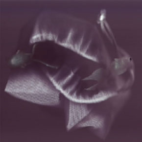 Scanner Fische